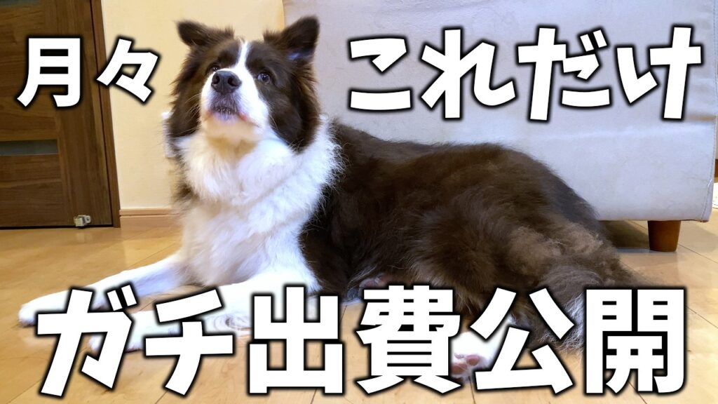 【リアル生活費】ボーダーコリーを飼うのにお金かかってないよ?【カッコつけない月々の犬のガチ出費公開】 【リアル生活費】ボーダーコリーを飼うのにお金かかってないよ?【カッコつけない月々の犬のガチ出費公開】
