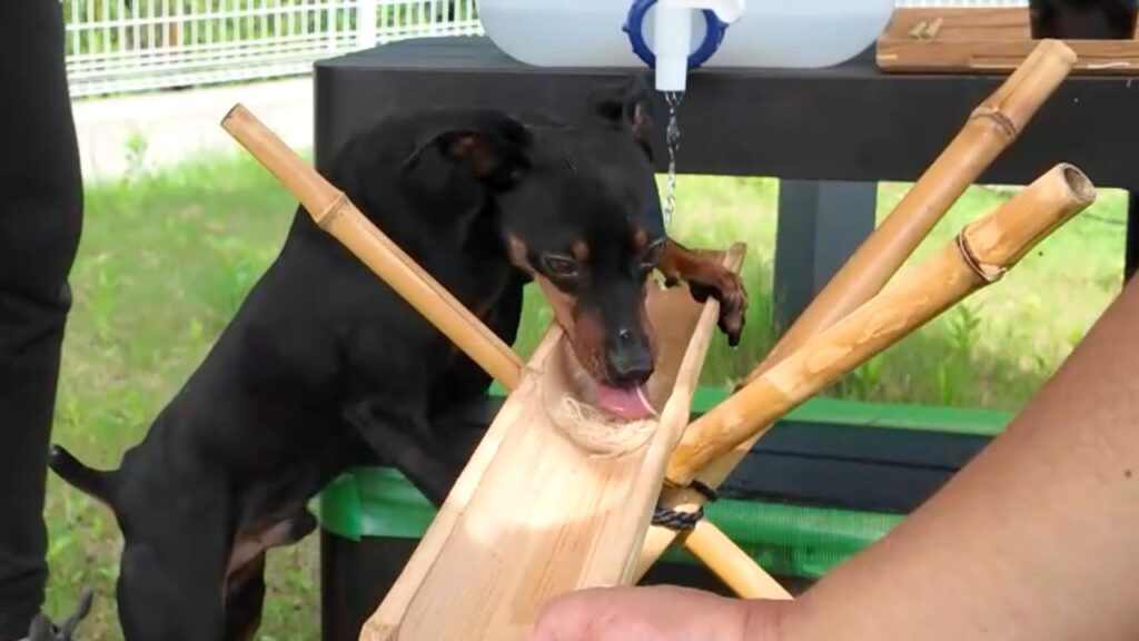 楽しみ方のクセが強すぎる、愛犬たち 楽しみ方のクセが強すぎる、愛犬たち