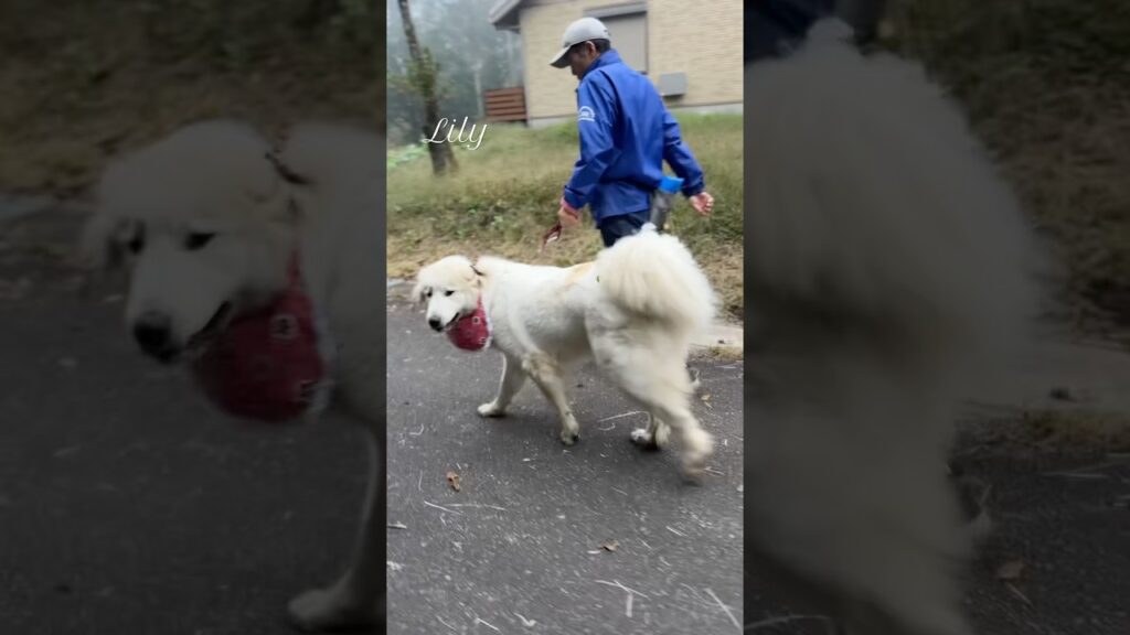 Lily リリー #greatpyrenees #todaysrunrun #グレートピレニーズ #今日のルンルン