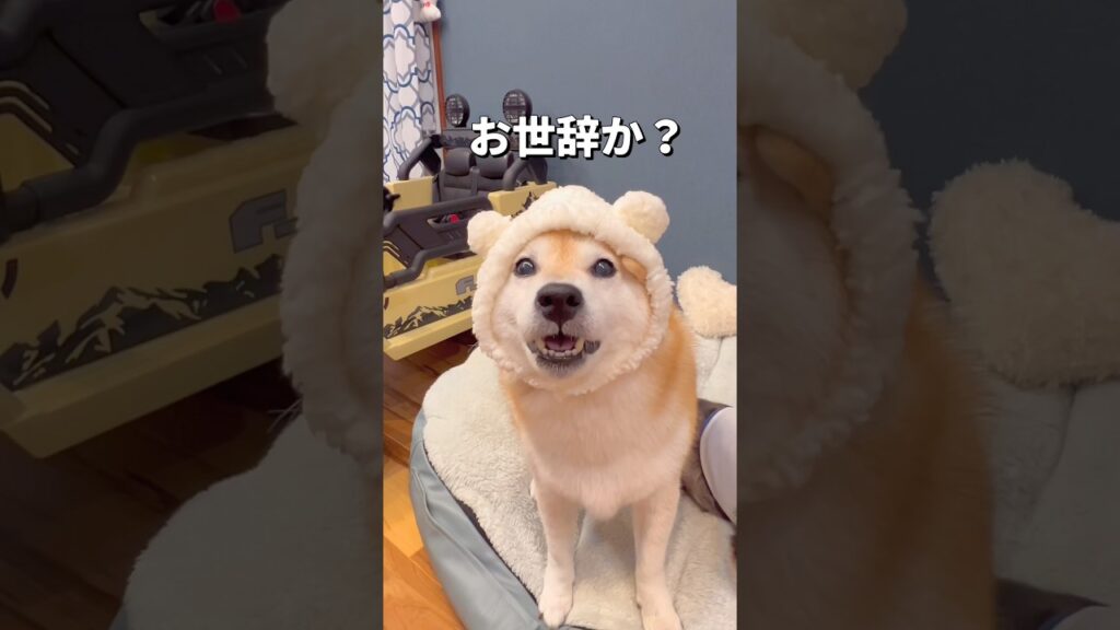 ダイソーのペット用品🐶🐶 #柴犬 #チワワ #shorts