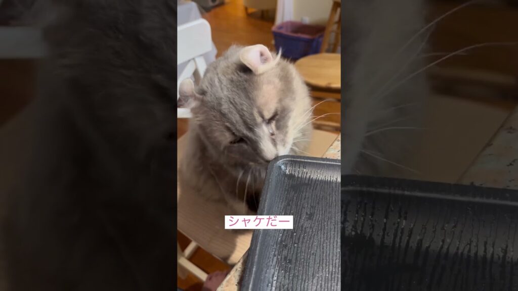 シャケ天国 #ねこ動画 #アメリカンカール