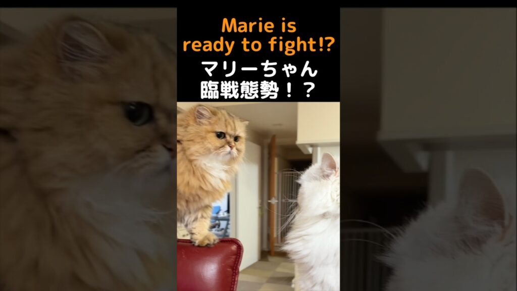 ペルシャ猫マリーちゃん、ひめちゃんを睨んだ結果…💥😳#ペルシャ猫 #マリーちゃん #ひめちゃん #チンチラゴールデン #チンチラシルバー #猫パンチ