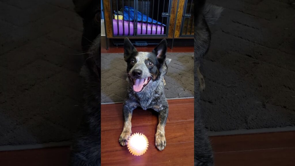 Surprise Birthday Gifts! #australiancattledog #blueheeler #dog