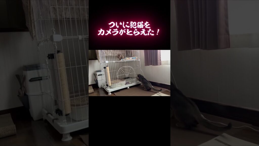 ついに犯猫をとらえた!#shorts #アビニシアン #トイガー #子ネコ #cat ついに犯猫をとらえた!#shorts #アビニシアン #トイガー #子ネコ #cat
