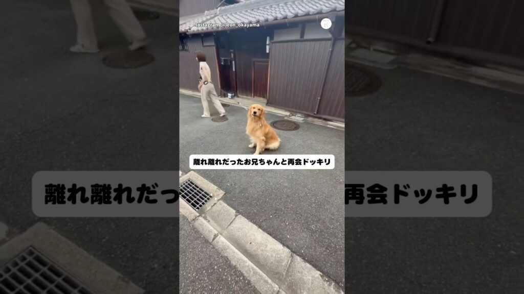 東京の大学に行ったお兄ちゃんと7ヶ月ぶりの再会ドッキリ💕　#ゴールデンレトリバー #大型犬　#犬　#いぬ　#犬のいる暮らし