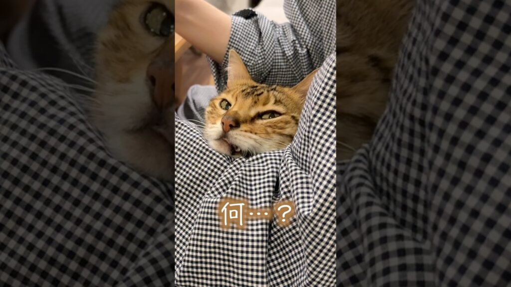 食べられないオヤツを狙ってるネコ #ベンガル #ルトロゼ 食べられないオヤツを狙ってるネコ #ベンガル #ルトロゼ