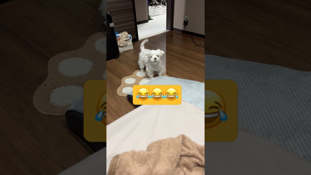 なんか文句言いにきたんだけど😂#shorts #可愛い犬 #マルチーズ