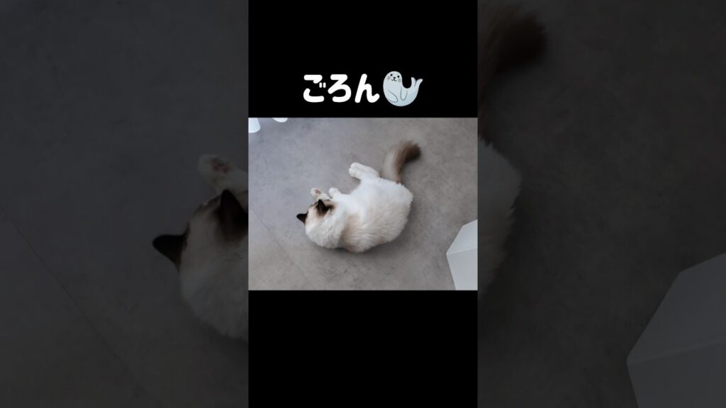 常に近くにいるの愛おしい🦭 #shorts #猫 #子猫 #ラグドール #甘えん坊猫 #猫のいる暮らし 常に近くにいるの愛おしい🦭 #shorts #猫 #子猫 #ラグドール #甘えん坊猫 #猫のいる暮らし