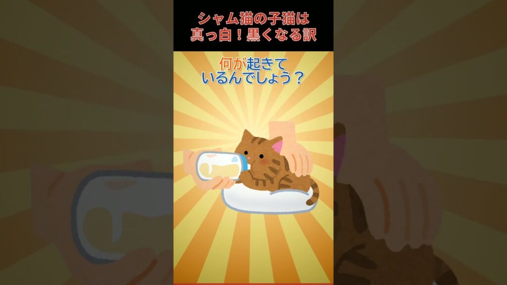 シャム猫の子猫が真っ白な理由 #猫 #cat #cats #2ch面白いスレ #2ch #雑学 #面白い #トリビア #面白い雑学 #2ch面白いスレ #2chまとめ シャム猫の子猫が真っ白な理由 #猫 #cat #cats #2ch面白いスレ #2ch #雑学 #面白い #トリビア #面白い雑学 #2ch面白いスレ #2chまとめ