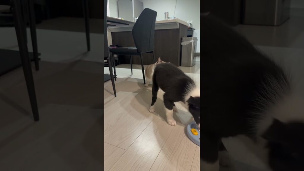ボーダーコリーのノーズワークを見守るにゃんこ #トンキニーズ