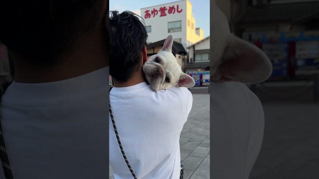 歩き疲れたフレブルの帰り道がコチラwww　 #フレンチブルドッグ #フレブル #frenchbulldog