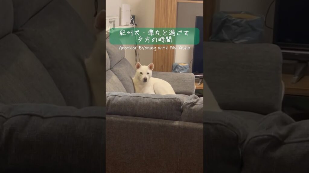 紀州犬・隼丸と過ごす夕方の時間｜An Evening with My Kishu