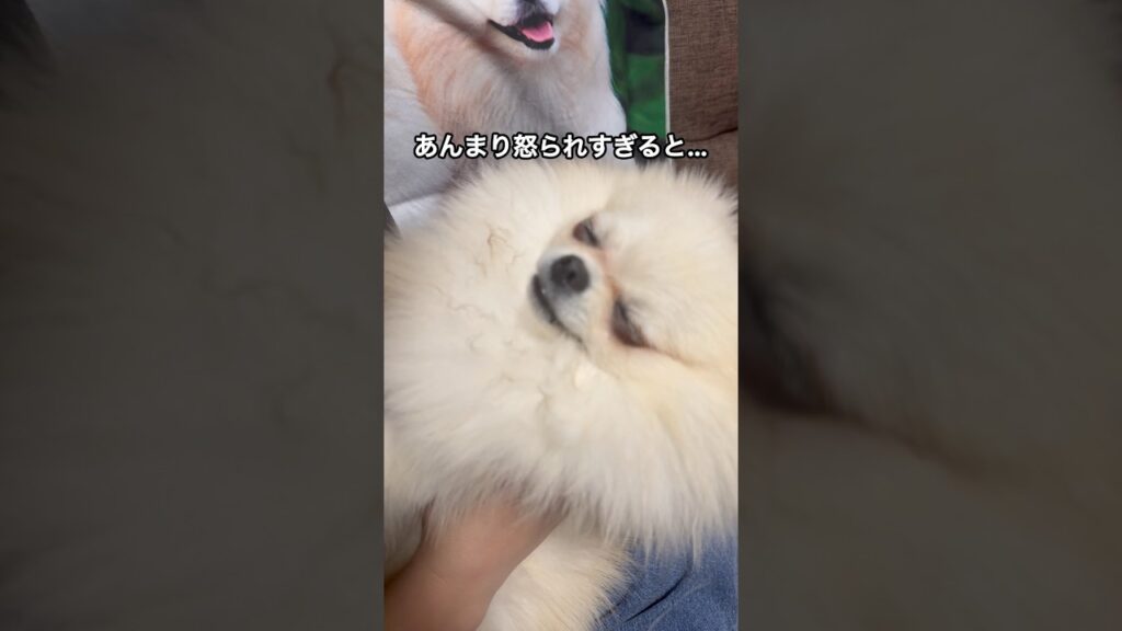 説教するとポメラニアンはこうなります