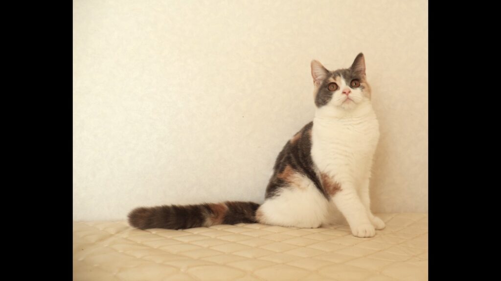 ブリティッシュショートヘアー子猫　British Shorthair　2026.4.10産まれ　ダイリュートキャリコ女の子シーダキャット猫のお店パステル三毛洋三毛猫