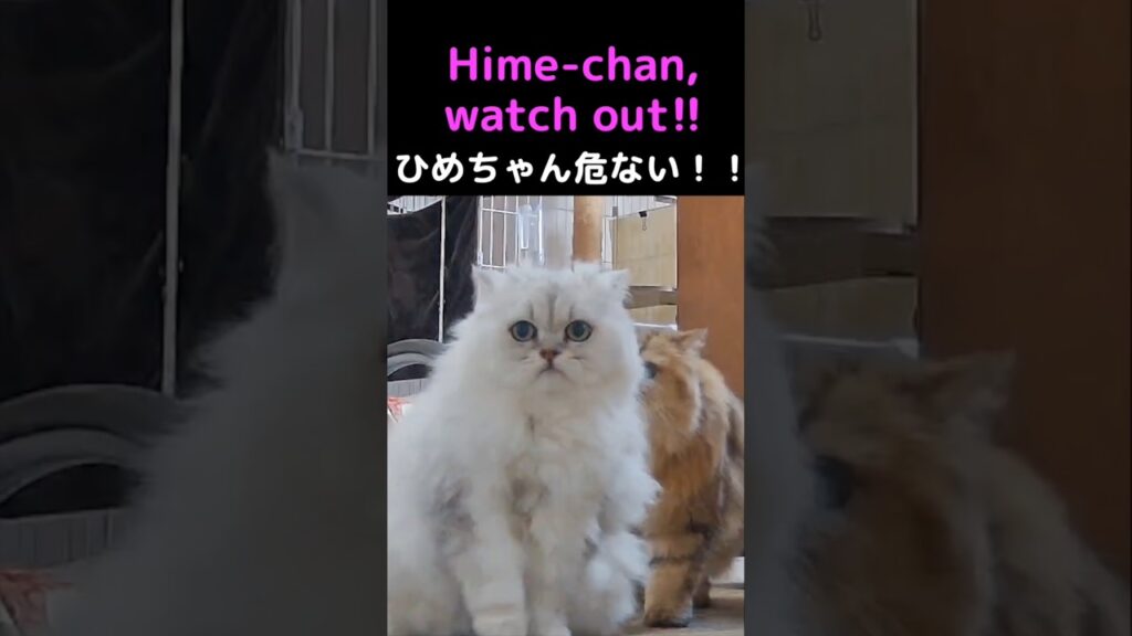 ペルシャ猫ひめちゃんこのあと大変なことに⁉️マリーちゃんに何が起きた？#ペルシャ猫 #マリーちゃん #ひめちゃん #チンチラゴールデン #チンチラシルバー