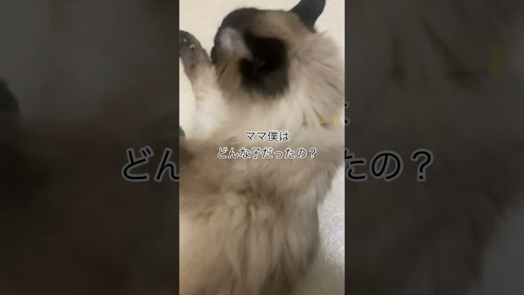 昔マロン 僕はどんな子だったの？