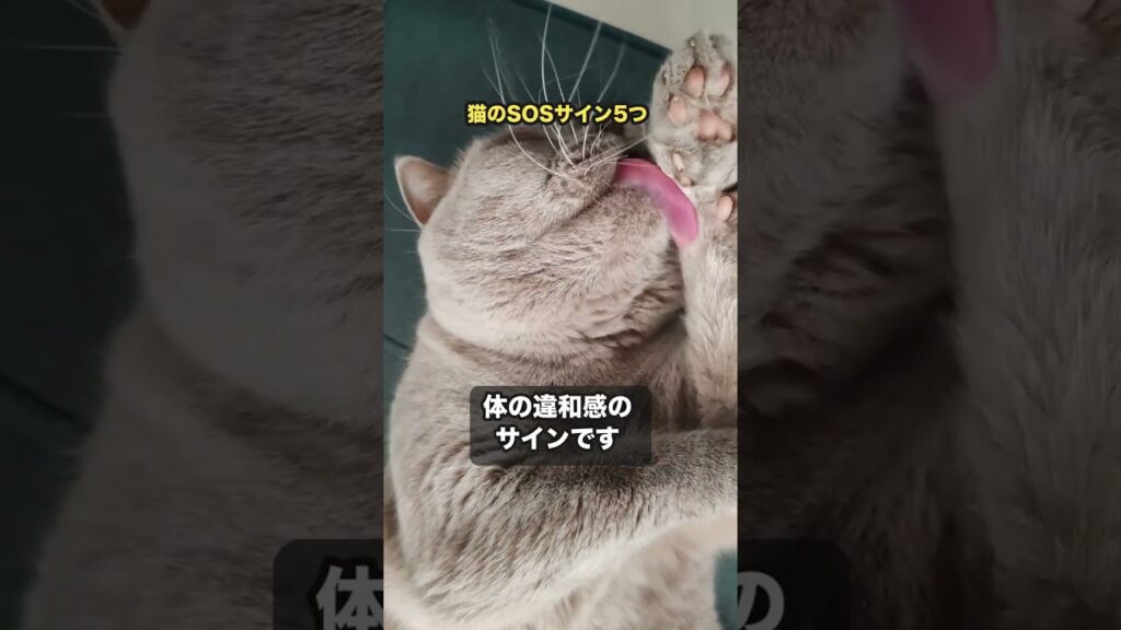 猫が不調で見せるSOSサイン5つ #猫 #雑学 #shorts 猫が不調で見せるSOSサイン5つ #猫 #雑学 #shorts