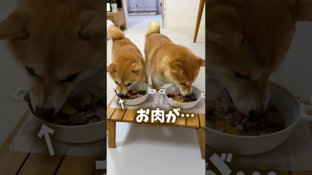 この後お肉が…  #Shorts #shortvideo