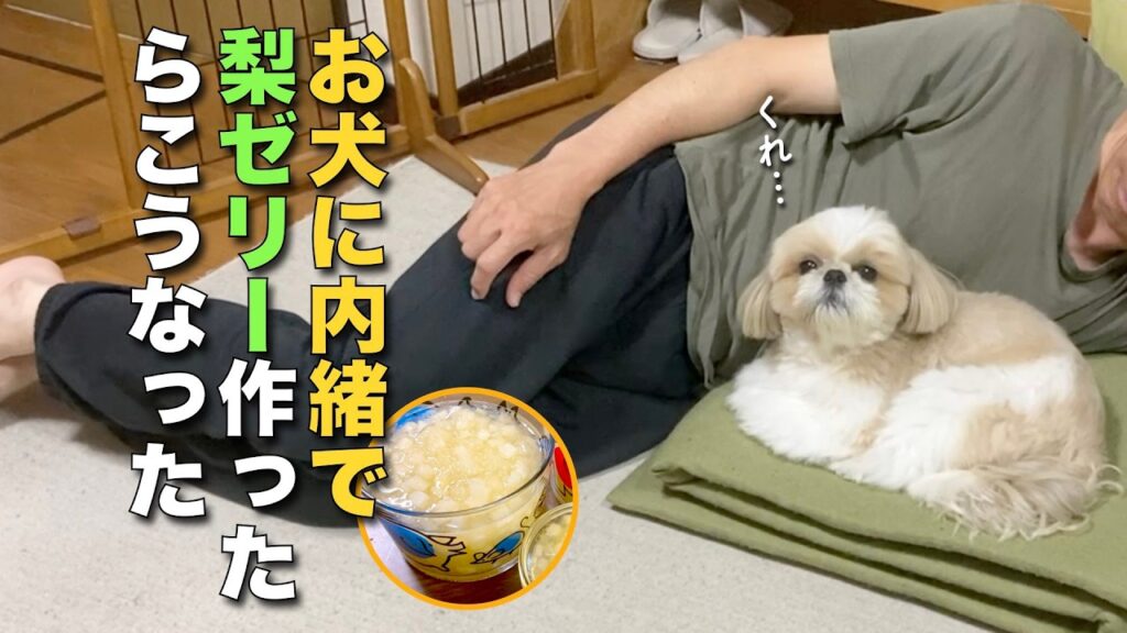【シーズー】お犬に内緒で、大好きな梨のゼリー作ったらこうなった!www【463】 【シーズー】お犬に内緒で、大好きな梨のゼリー作ったらこうなった!www【463】