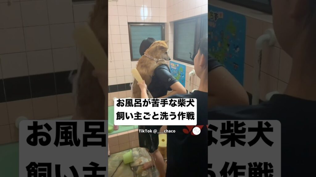 お風呂が苦手な柴犬、飼い主ごと洗う作戦😂 #柴犬 #犬 #いぬ #犬のいる暮らし #面白い お風呂が苦手な柴犬、飼い主ごと洗う作戦😂 #柴犬 #犬 #いぬ #犬のいる暮らし #面白い