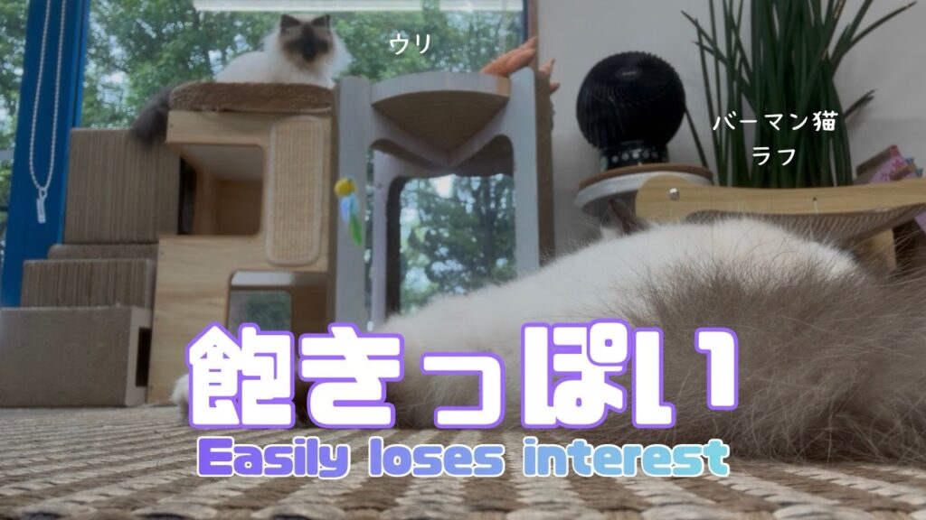 バーマン猫ラフとウリ【飽きっぽい】Easily loses interest（バーマン猫）Birman/Cat