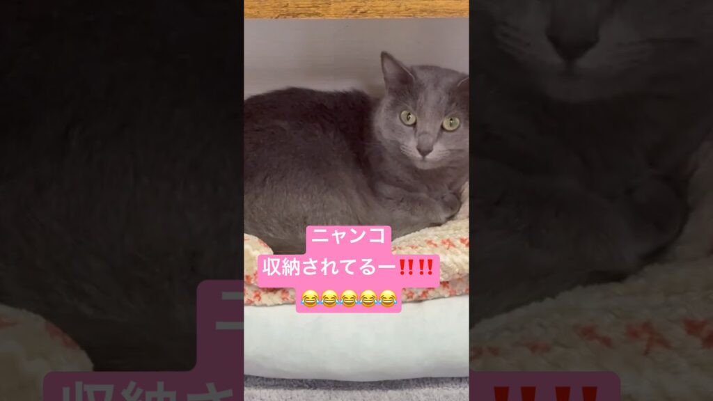 【提案】こんな使い方もあります❤️ #猫 #ロシアンブルー #catshorts #shorts