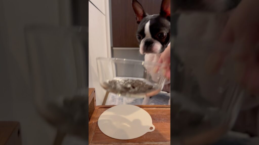 おはよう！メルの朝ごはん #ボストンテリア #ボステリ #bostonterrier