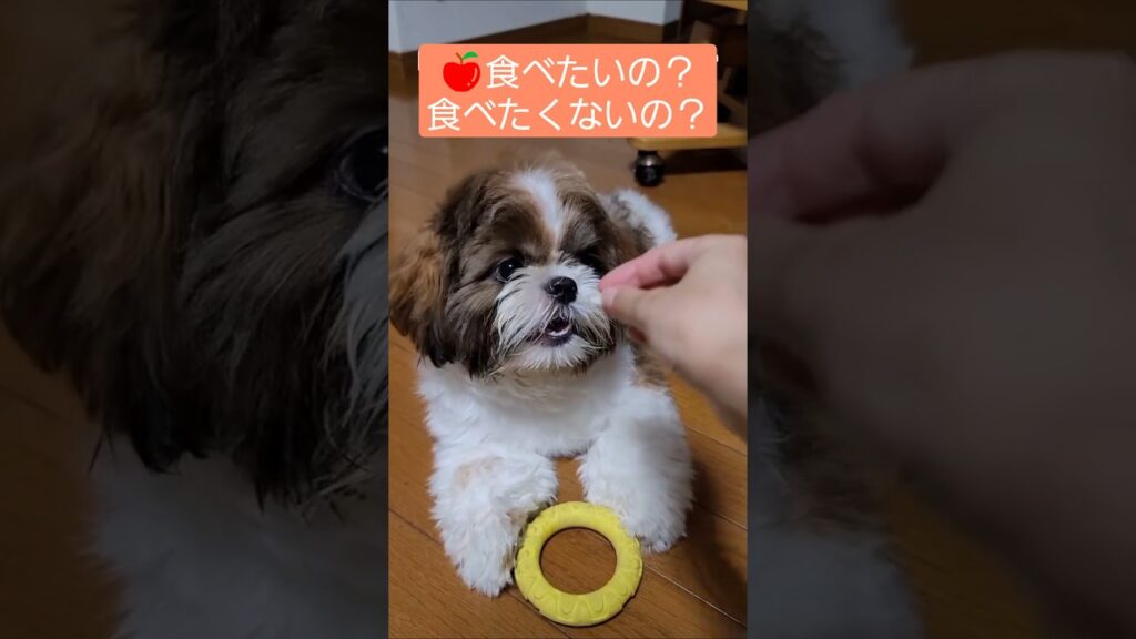 本当に食べたいの物は違う？ワンコ🐶【シーズー犬】#Shorts
