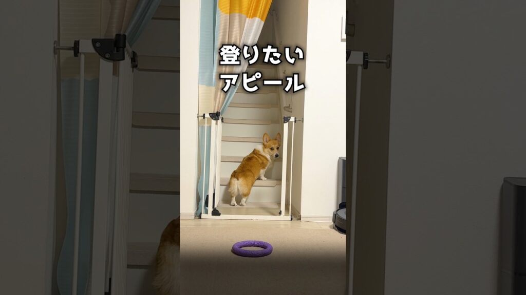 無言で訴えるコーギー😂