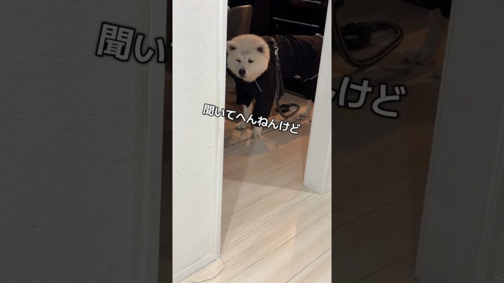 #akitainu カッパを着るとやる気を無くす秋田犬