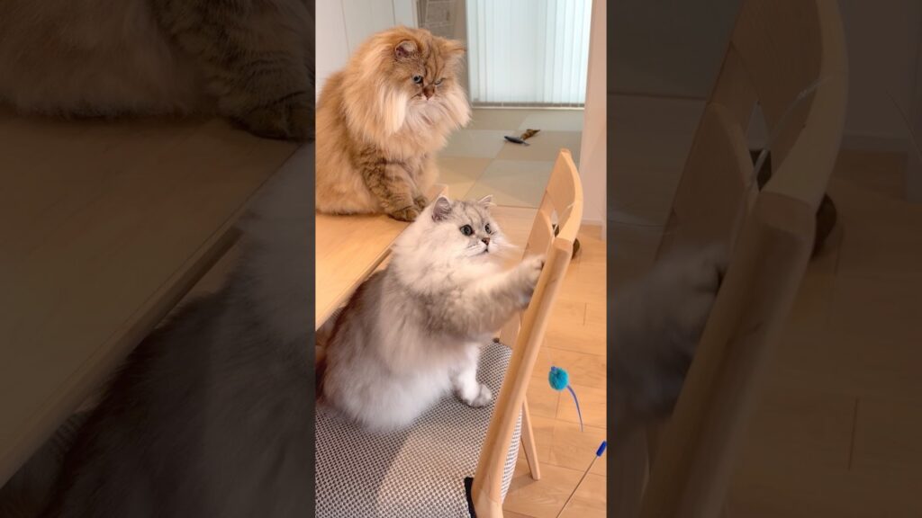 どうしても落としたい猫たち 【サイベリアン】 #shorts