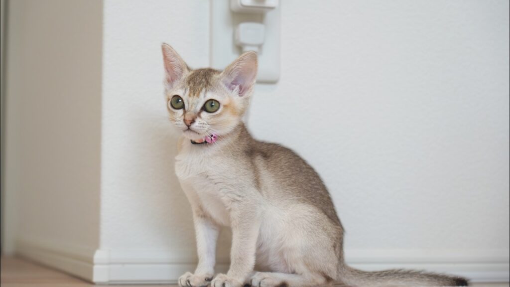 今の気持ちを聞いてほしくて鳴き止まない子猫