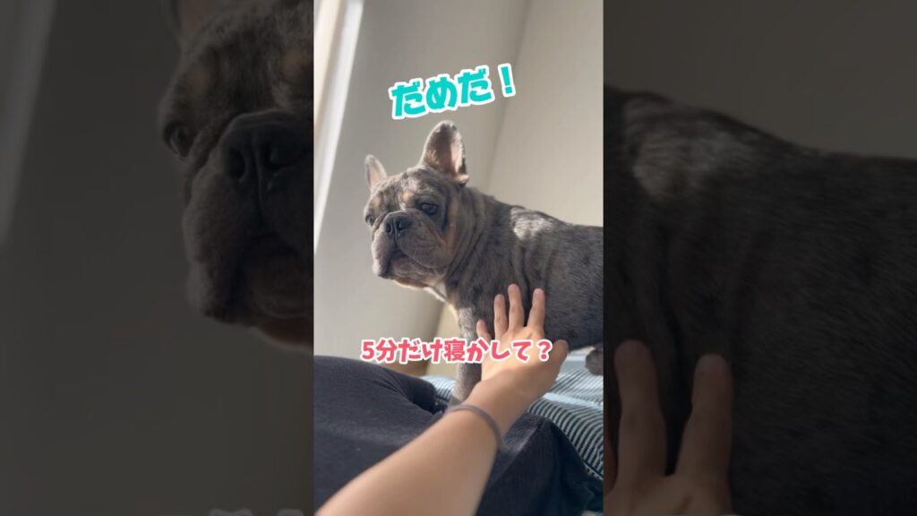愛犬にあと5分だけ寝かせてと頼んでみた #shorts