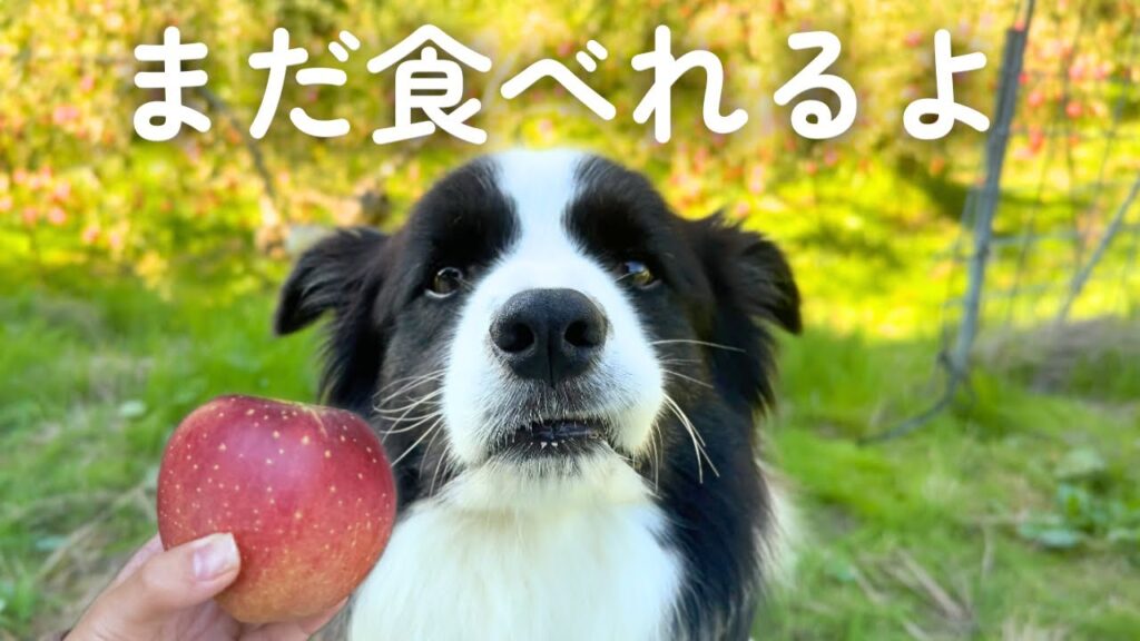 りんご狩りが楽しくて全然帰りたがらない犬が食いしん坊すぎるww【ボーダーコリー】 りんご狩りが楽しくて全然帰りたがらない犬が食いしん坊すぎるww【ボーダーコリー】