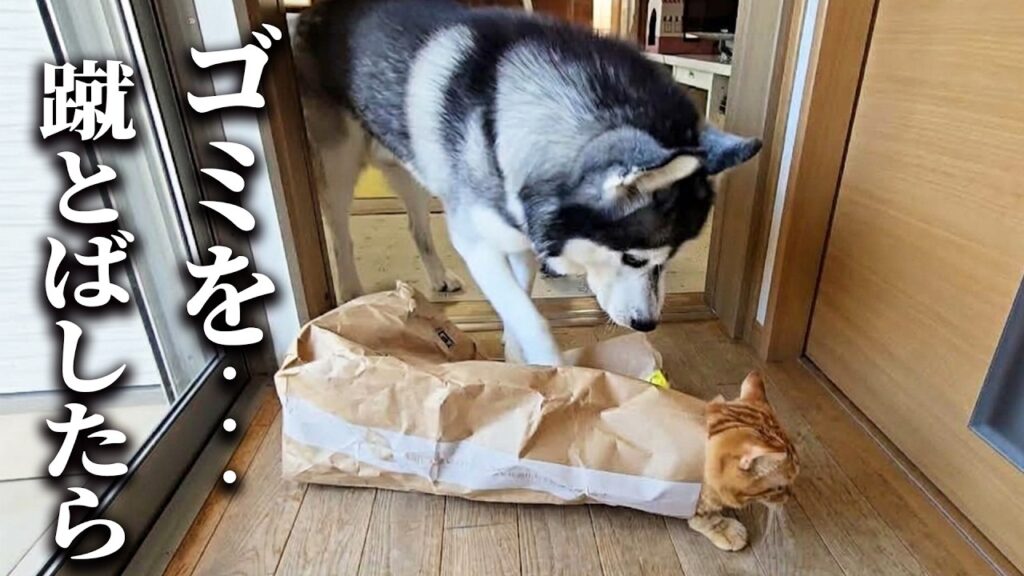 ゴミ袋に蹴りを入れたら中から猫が飛び出してきた時のハスキー犬の反応がこちら...
