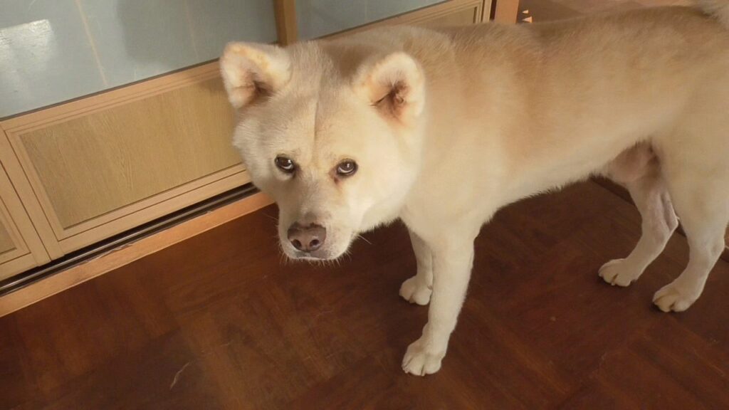 【秋田犬ゆうき】いたずらに気付かれこれは怒られるパターンと観念したけどセーフだったので喜ぶ【akita dog】