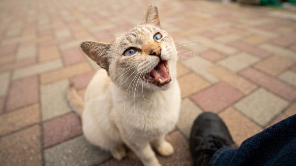 シャム猫が足元で転がって「まだ帰らないで！」と訴えてきた
