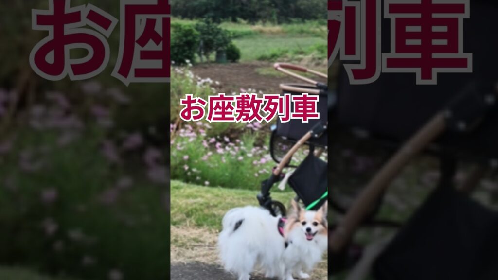 バギーがお座敷列車に大変身？揺られながらお弁当を食べる犬 #パピヨン #犬のいる生活 #お散歩 #癒し