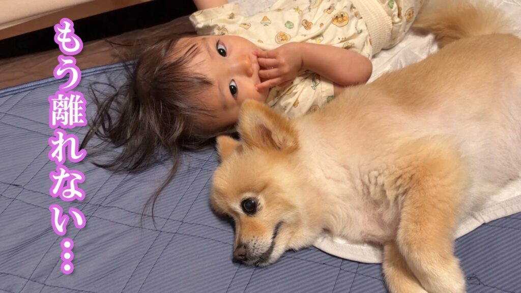 赤ちゃんと寄り添って寝るようになったポメラニアンが可愛過ぎました…