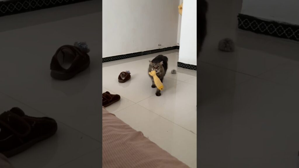 머리맡에 벌레를? 은혜 갚는 고양이라는 집사들의 소름 돋는 착각 머리맡에 벌레를? 은혜 갚는 고양이라는 집사들의 소름 돋는 착각