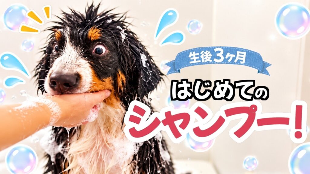 【初シャンプー】生後3ヶ月のバーニーズの子犬を洗ってみたら…🐾 【初シャンプー】生後3ヶ月のバーニーズの子犬を洗ってみたら…🐾