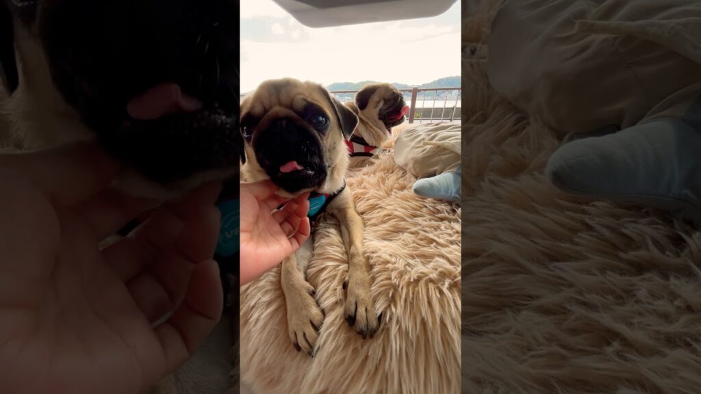 きのちゃん初めての車中泊 #パグ #pug #多頭飼い #癒し #shorts