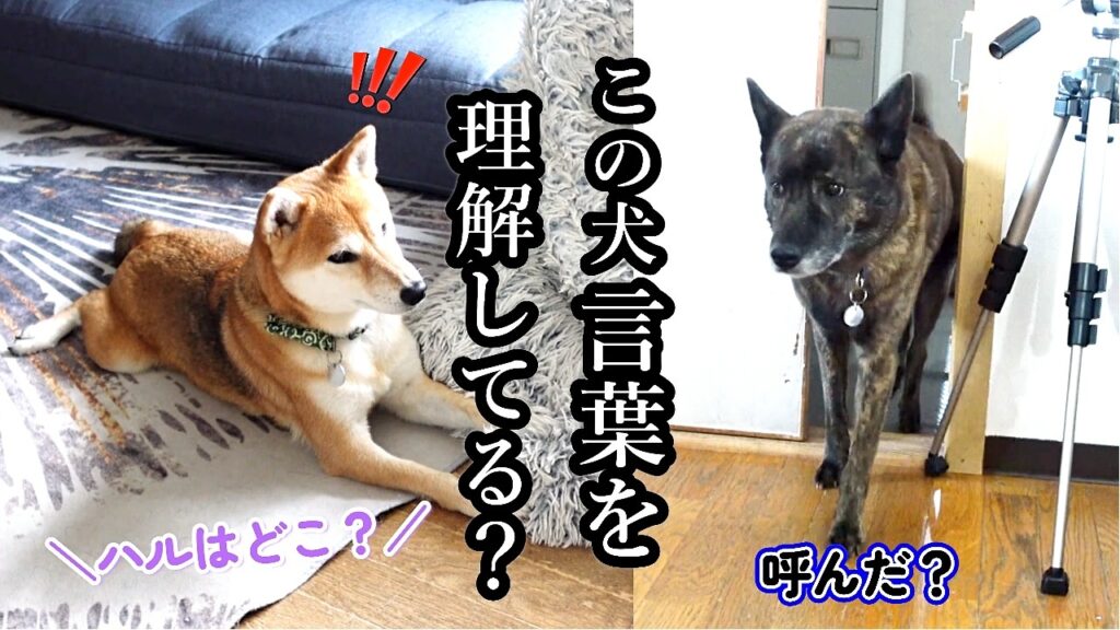 柴犬に「甲斐犬呼んできて」と言ってみた結果…こうなるとは思わなかった 柴犬に「甲斐犬呼んできて」と言ってみた結果…こうなるとは思わなかった