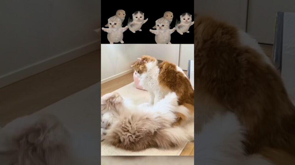 でんぐり返し‪ꔛ‬ #猫ミーム #memes #マンチカン #スコティッシュフォールド #cat #猫のいる暮らし #capcut