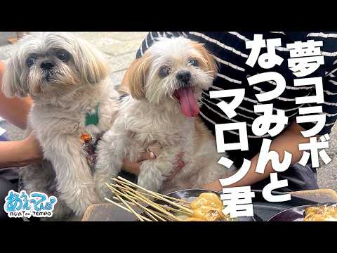 【夢コラボ】なつみんとシーズーマロン君にであった犬【京都今宮神社】 【夢コラボ】なつみんとシーズーマロン君にであった犬【京都今宮神社】