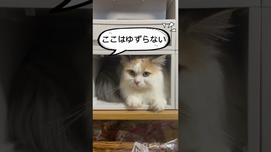隙間ハンター#日本猫 #ねこ動画  #ラグドール #ミヌエット #ねこのいる生活 #ねこ #ねこ動画 #ねこ #ねこ好き