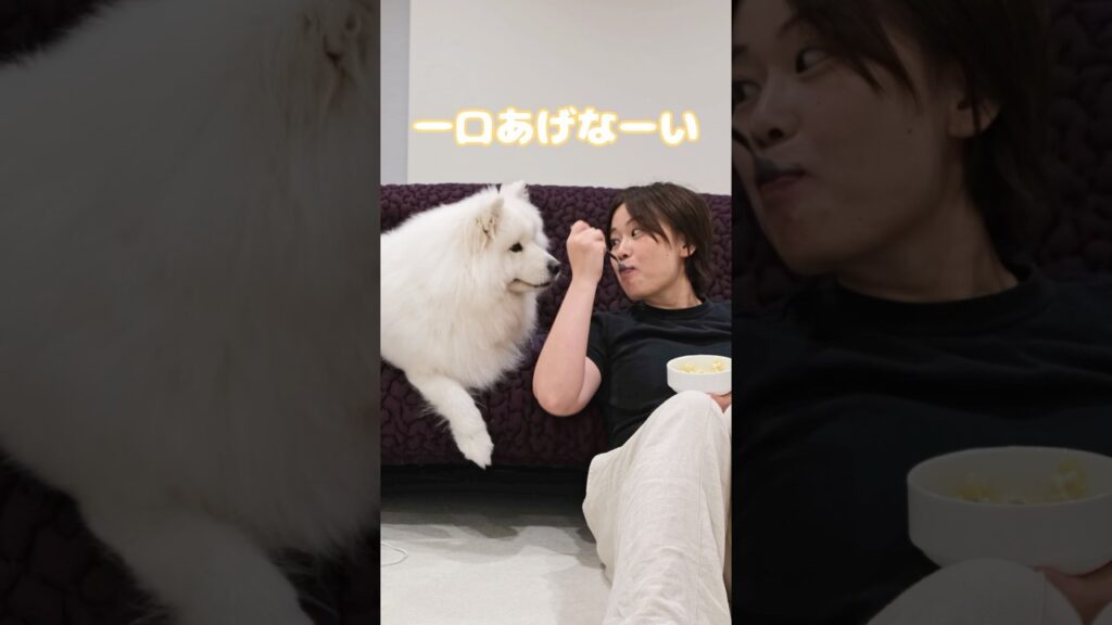 ママのヨーグルトを狙うサモエド　#サモエド #samoyed #モチモチ日記