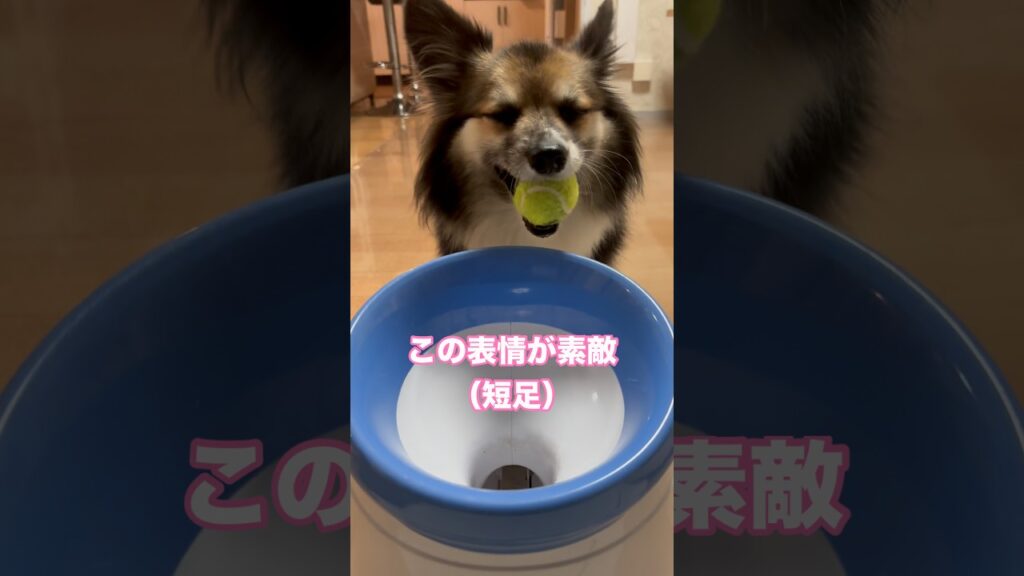 連休前もナイスキャッチする短足犬（パピヨンとコーギーのミックス犬）