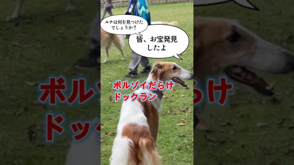【056札幌ペットクラブ】ボルゾイが沢山