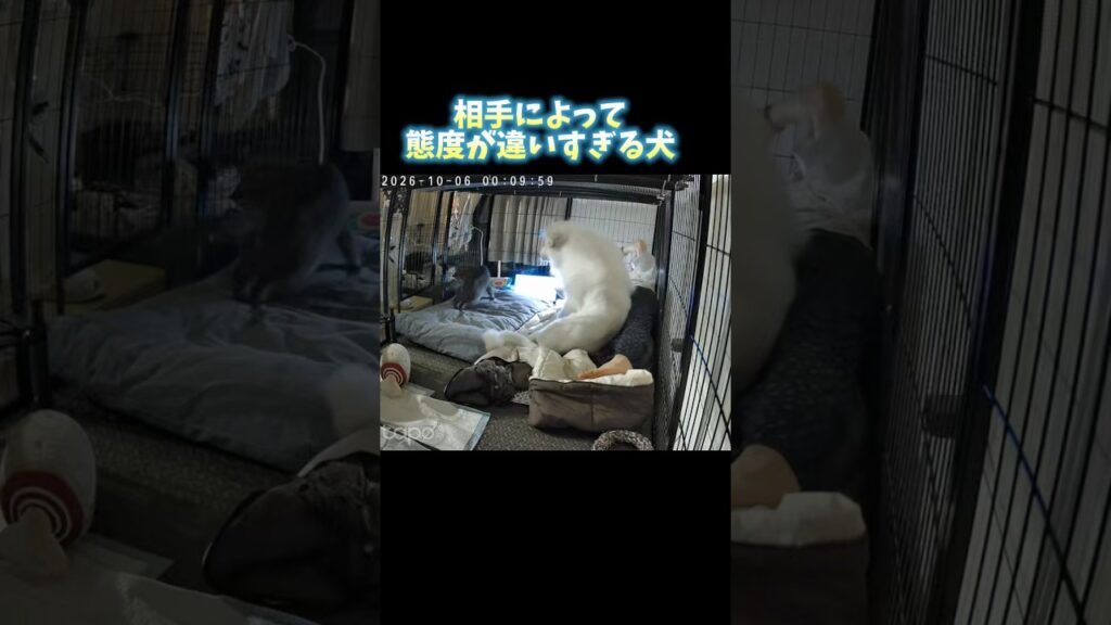 相手によって態度が違いすぎる大型犬#グレートピレニーズ #大型犬 #猫と犬 #犬のいる暮らし